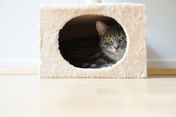 Cat in box shaped hideaway.